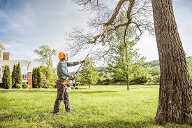 Trusted Piney Point Village, TX Tree Removal Services Experts